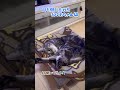 【本日のチャッピー】 猫 保護猫 おばあちゃん猫 寝姿 爆睡 猫のいる暮らし 癒し