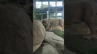 雨雲☁㉟ホワイトライオン・白獅子・リズムちゃん・セラムくん・沖縄こどもの国・・・White_Lion・Okinawa Zoo \u0026 Museum(20220630)