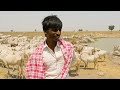 herdsman hanumantha gollara rearing herd of 600 cows with english subtitles