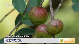 [中国三农报道]河南新县：小小油茶果 致富“金疙瘩”|农业致富经 Agriculture And Farming