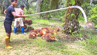 REKOMENDASI.! SABIT PALM KING LONG EMANG COCOK BUAT PANEN SAWIT SEDANG ATAU TINGGI