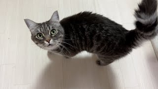 猫が鳴いたら即終了の生配信