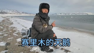 【骑行新疆】赛里木湖西岸鹄舞翩翩 净海深蓝浪悠然 #我的冬日旅行