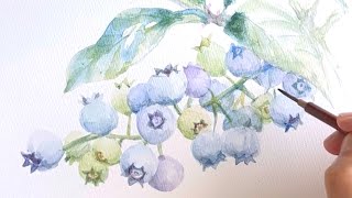 透明水彩でブルーベリーを描く制作過程/watercolorpainting