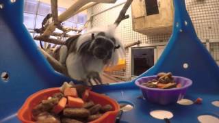 Monkey discovers hidden GoPro at Michigan zoo