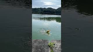 手竿 金魚上鉤 慢動作｜大湖公園釣魚