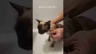 #風呂猫 #猫とお風呂 換毛期ですね