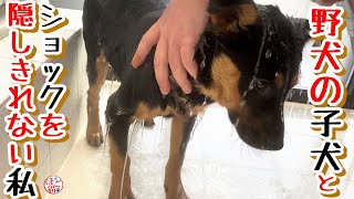 【子猫　保護犬 野犬】風ちゃん一歩前進＆落ち込む私