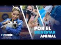 Ley Especial de Protección Animal