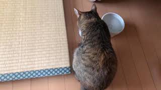 豪快に食べるねこ【18.8.10猫動画mini＠にゃーちゃん 】