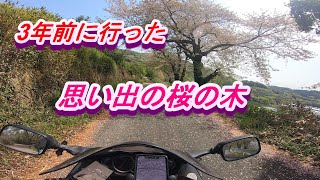 【モトブログ／隼】３年前に行った思い出の桜の木に逢いに行こう！