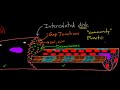 heart cells up close circulatory system physiology nclex rn khan academy