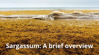 Sargassum: A brief overview