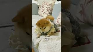 The puppy yawning is so cute!  小狗狗打哈欠太可愛了吧！