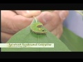 Nature Notes Spicebush Swallowtail Caterpillar