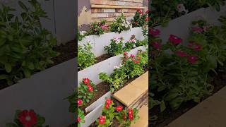 #viral #shorts #youtubeshorts | Beautiful Kiyari Makeover with Hybrid Vinca Plants Multiple colors