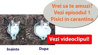 Pisici in carantina  - episodul 1