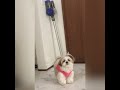 【生まれて初めて掃除機を見た子犬の反応】が可愛い😍 犬 可愛い シーズー 癒し 可愛い子犬 ドッグ dog doglover shorts