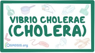 Vibrio cholerae (Cholera) - an Osmosis Preview
