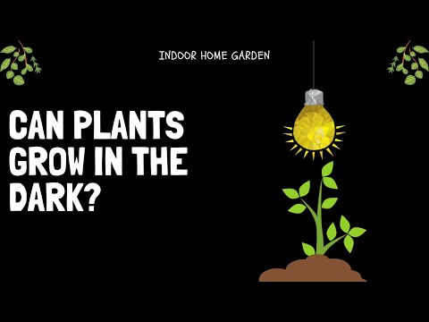 What will happen if you keep a plant in dark?