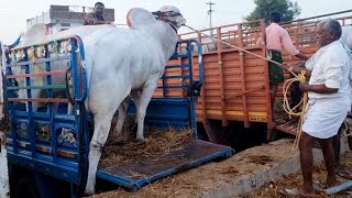 pebbair cattles market-pebbair bulls market-pebbair ox market-pebbair market-pebbair santha-pebbair