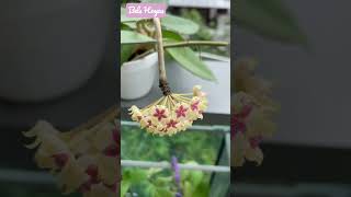 🍬🌸 Eye candy, my sweet Hoya Icensis flower!