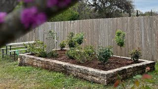 Refresh a raised rose bed with me at Frio Canyon Garden Club!