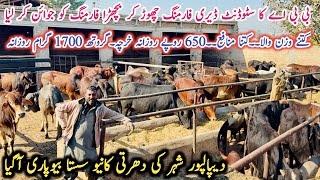 Big New Bewpari Ki Offers!Bachra Farming in Depalpur Pakistan