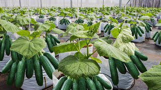 71 Million cucumbers production || Noal Farm|| *modern technology in agriculture*