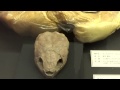 モンゴロケリス mongolochelys efremovi：「大恐竜展」ゴビ砂漠の驚異