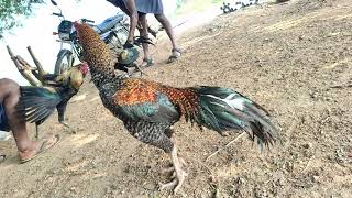 பெரு விடை கோழி #farming #rooster #aseel #aseelmurga