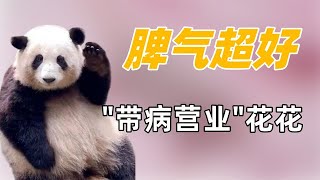 脾气超好花花：带病营业却被游客砸头，委屈落泪引无数人心疼！