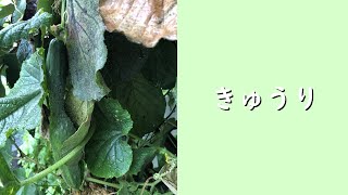 【素人菜園】 54日目 きゅうり