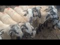 పీలేరు గొర్రెల మార్కెట్ ఆదివారం 15 09 2024 pileru sheep s market farming bakra sheepmarket goat