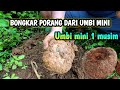 TES BONGKAR UMBI PORANG DARI BIBIT UMBI MINI !! USIA 5 BULAN