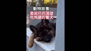 【动物科普】小警犬考核没通过，别人有鸡腿吃，而它只能眼巴巴的望着 ！