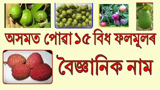 অসমত পোৱা ১৫ বিধ ফলমূলৰ বৈজ্ঞানিক নাম | Biodiversity Register প্ৰস্তুতৰ বাবে প্ৰয়োজন হ’ব