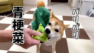 おじさんがこだわるおもちゃ選び！百個のおもちゃ保持犬