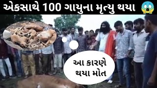 100 થી 150 ગાયુના એકસાથે મરણ 😱😲 ઘાસચારો ન મળતા થયા મોત