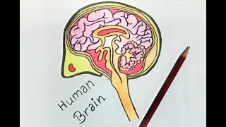human brain drawing for beginners|step by step easy drawing tutorial for beginners
