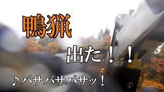 令和元年　初物頂きました。　単独カモ猟