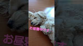 【マルプー】いい夢みてね！　#マルプー成犬 #マルプーとの暮らし #癒し #shorts