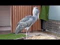 ハシビロコウ　ふたばちゃん　小屋から出てきました【掛川花鳥園】shoebill futaba chan kakegawa garden