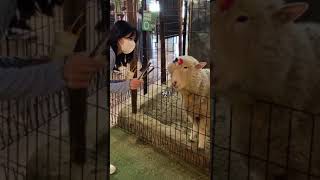 이게 진짜 양아치지...🐑 #shorts