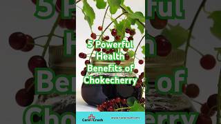 5 Powerful Health Benefits of Chokecherry | #carecrash