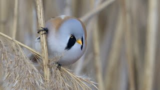 sýkořice vousatá(Panurus biarmicus) -Tovačov (Hradecký rybník)