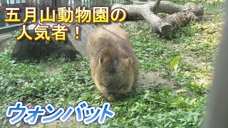 無料でウォンバットと出会える池田市立五月山動物園へ