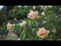 4K - The elegance of Tea-Noisette roses