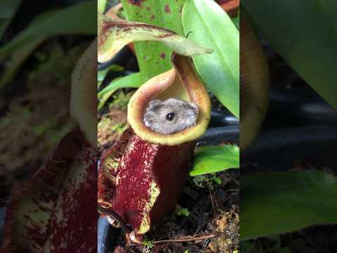 This pitcher plant ate my hamster️ #nepenthes #carnivorousplants #pitcherplant