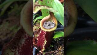 This Pitcher Plant ate my Hamster 😅❤️ #nepenthes #carnivorousplants #pitcherplant